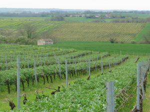 vignes au printemps