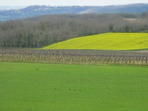 vigne et colza au printemps