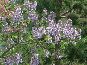 paulownia